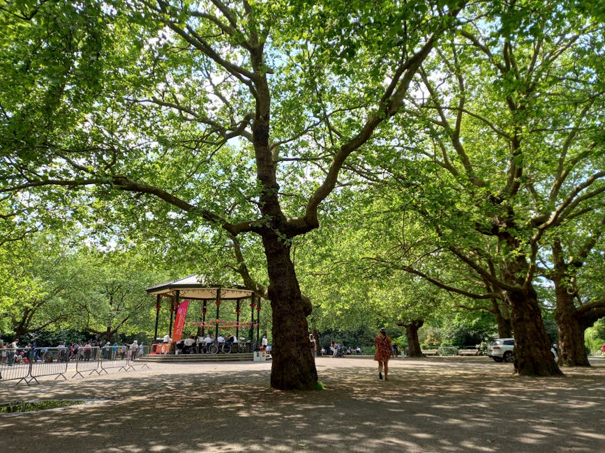 A large outdoor park scene featuring multiple mature trees with thick, textured trunks and sprawling branches covered in fresh green foliage, providing extensive shade over a paved open area. In the background, a small bandstand with a light-colored canopy and decorative vertical supports is visible, with a gathering of people seated beneath it, suggesting a community event or concert. To the right, a person in casual clothing walks across the shaded ground, and a few parked cars are seen further behind, indicating proximity to an urban or suburban setting. The environment appears calm and well-maintained, with natural sunlight filtering through the canopy, casting dappled shadows on the ground. This outdoor setting highlights the importance of green spaces and how they can coexist with public recreational activities, supporting local community engagement. Such environments may benefit from private rubbish removal services, like those provided by Rubbish Clearance Clapham, to preserve the park's cleanliness and natural beauty during or after events, aligning with the context of effective waste management in outdoor areas.